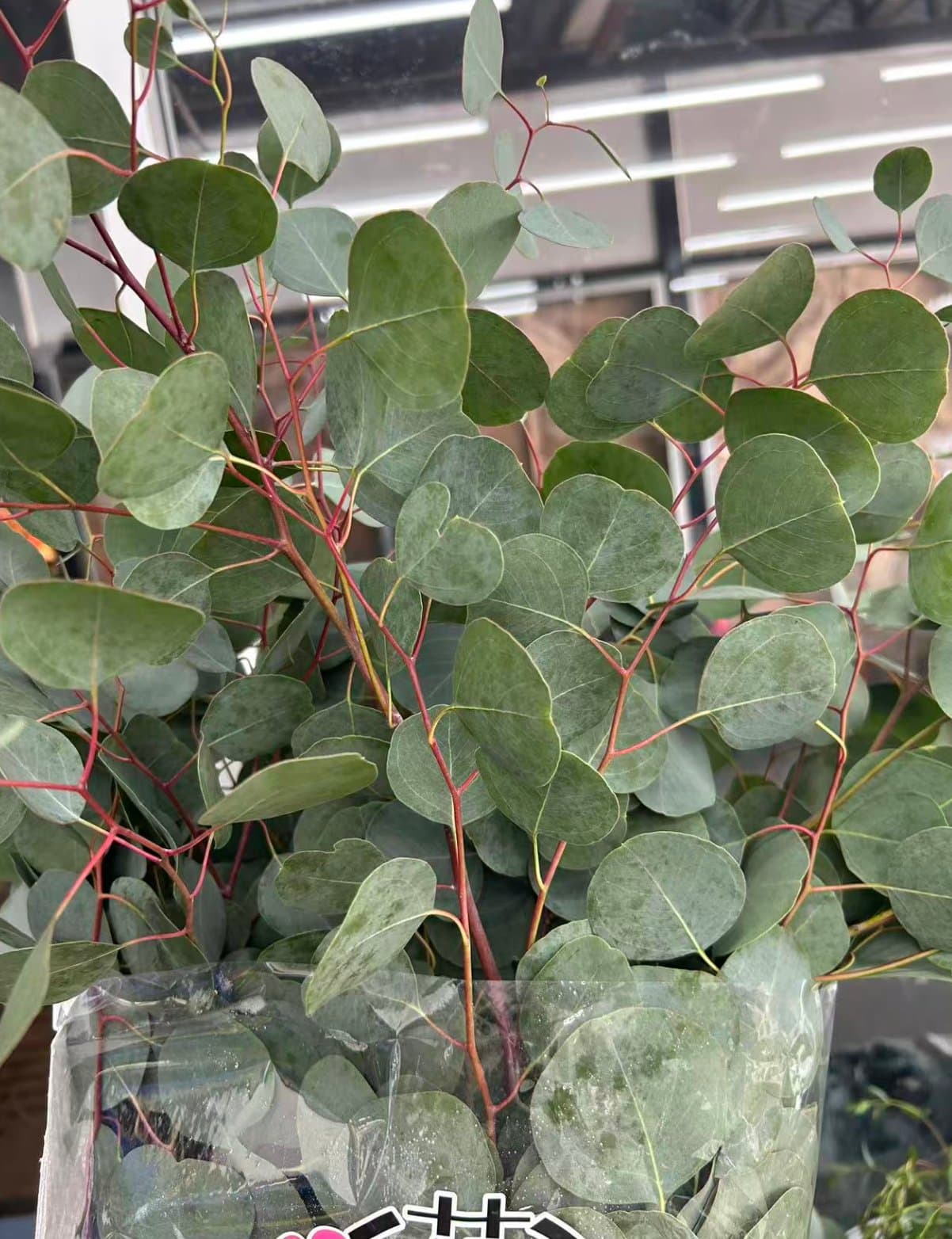 Round-leaf Eucalyptus