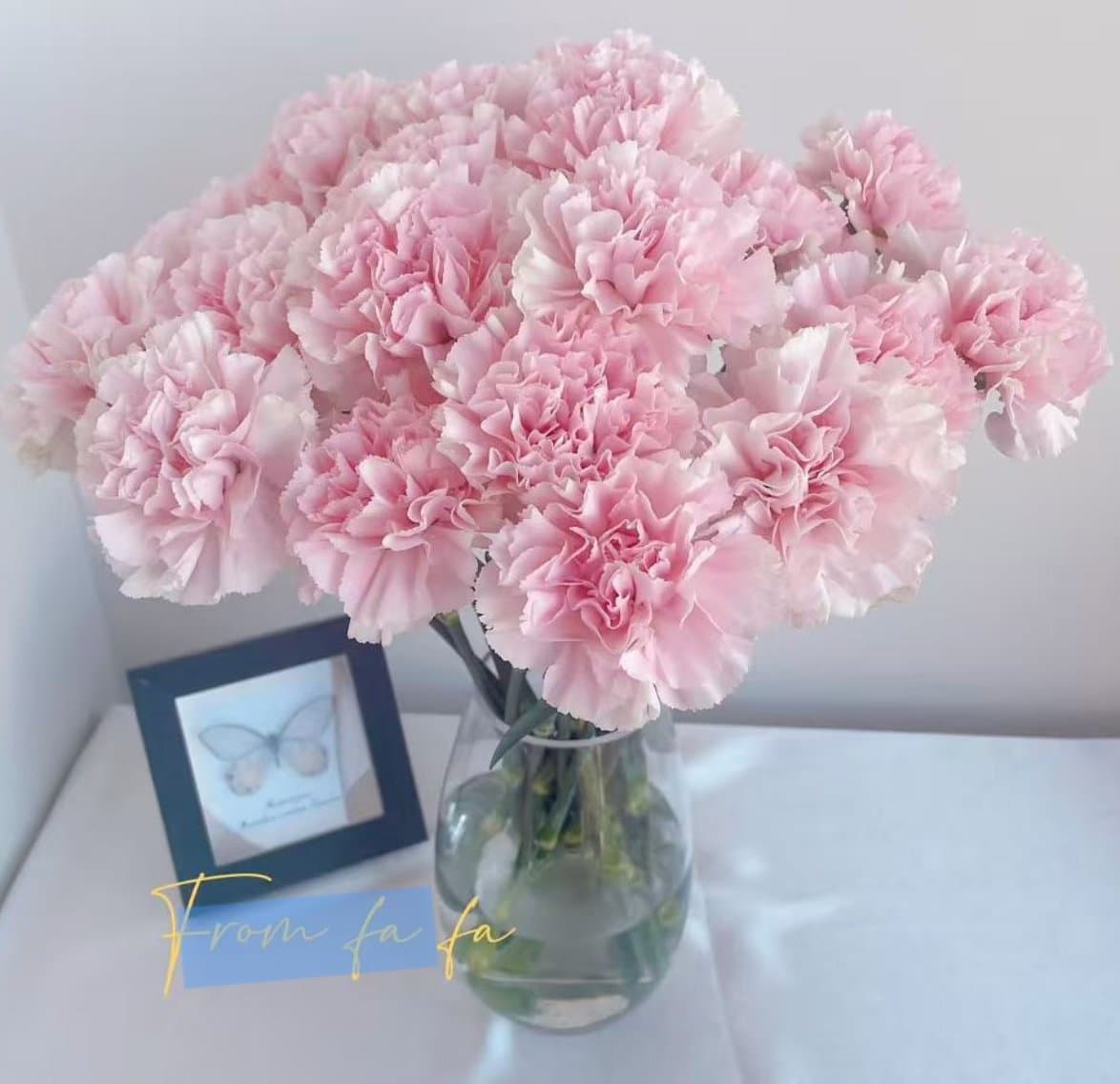 Sakura Pink Carnation