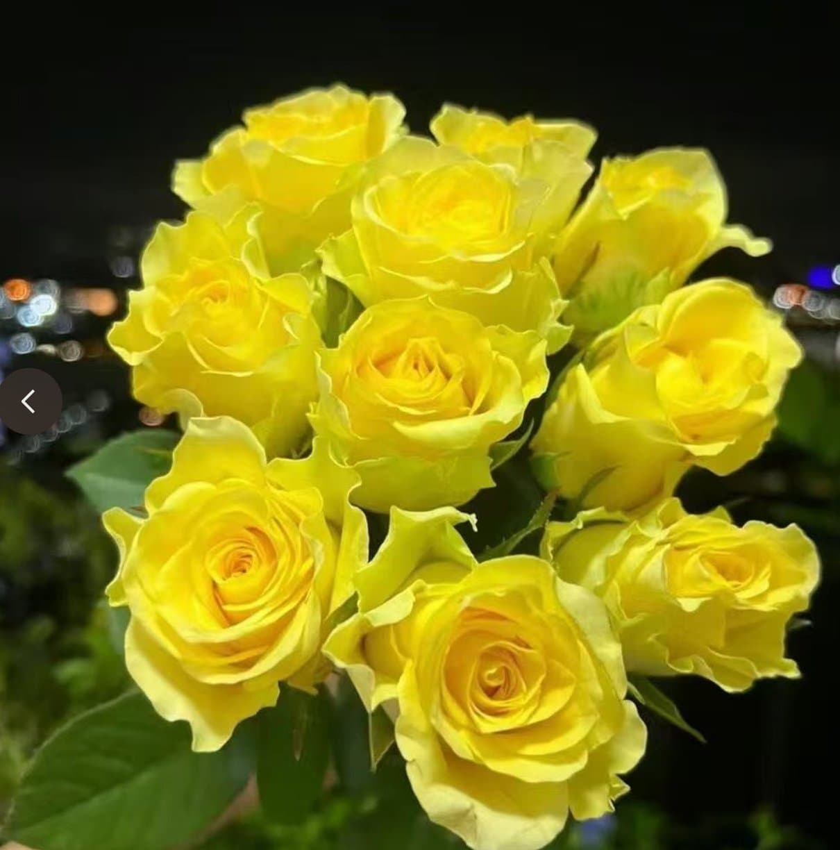 Romantic Beach Rose
