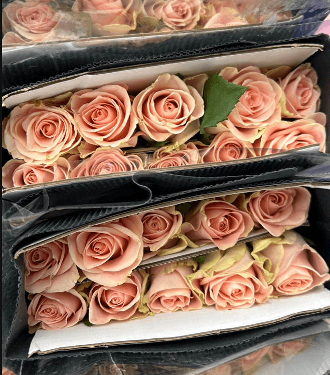 Pink Eros Rose