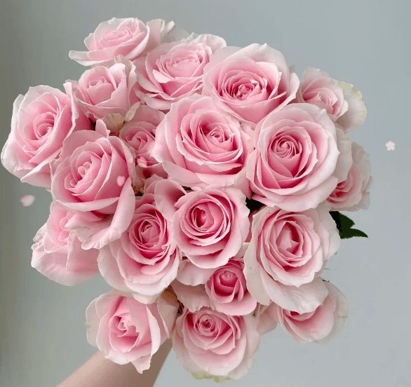 Pink Avalanche