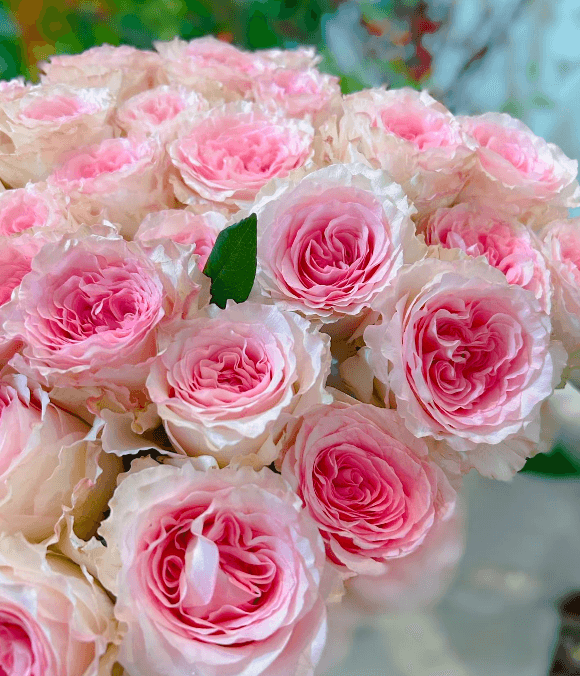 Rose 'Luo Shen'