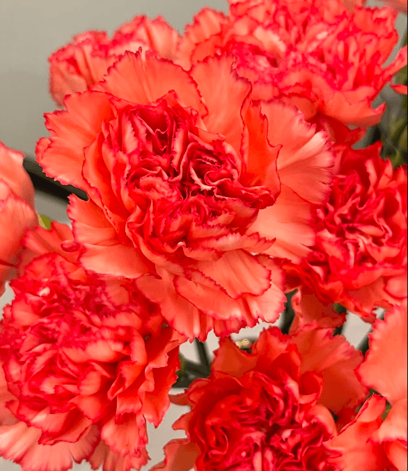 Flame Carnation