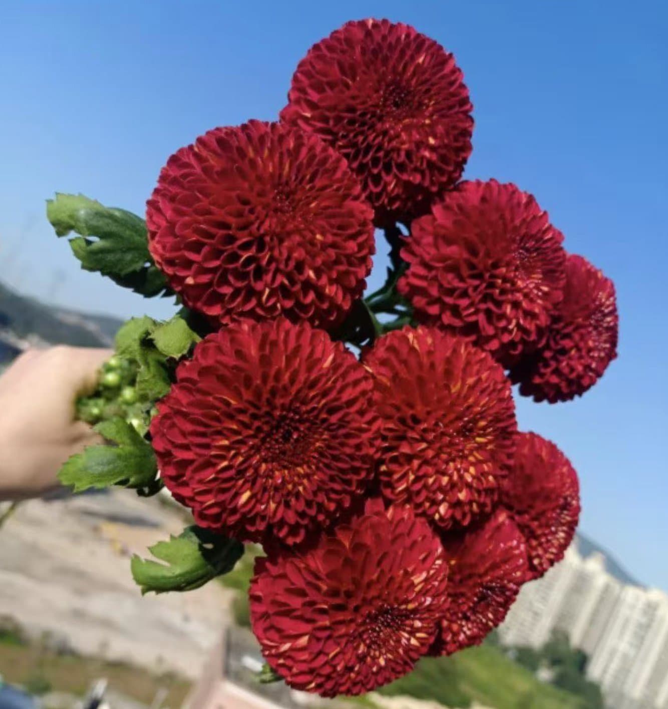 红色乒乓菊