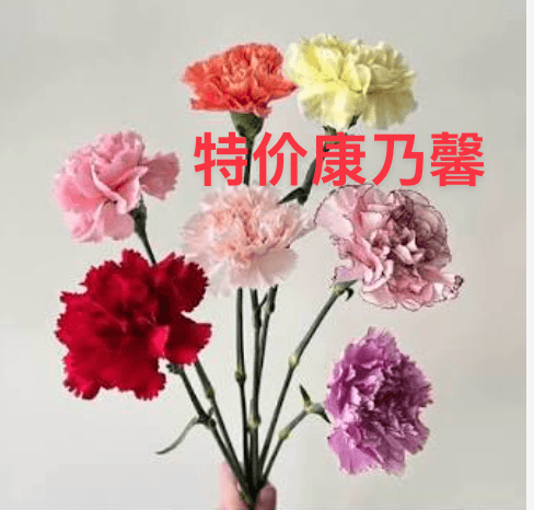 特价康乃馨